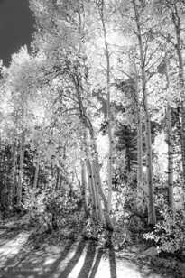 Aspens along road to North Lake-5563-2.jpg Aspens along road to North Lake-5563-2.jpg